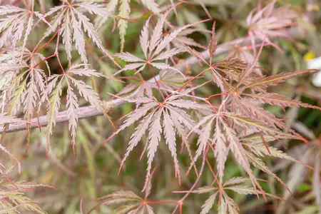 Acer palmatum 'Tamukeyama' - 40-50 CM C5 - image 5