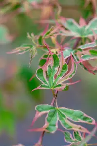 Acer palmatum 'Taylor' - 40-50 CM C3 - image 4