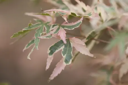 Acer palmatum 'Taylor' - 40-50 CM C3 - image 2