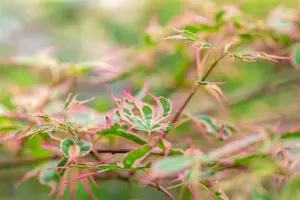 Acer palmatum 'Taylor' - 40-50 CM C3 - image 3