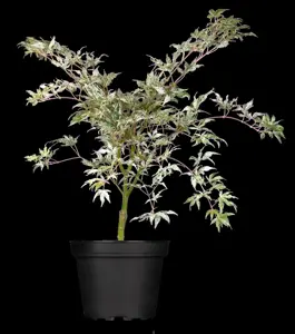 Acer palmatum 'Ukigumo' - 30-40 CM C3 - image 5