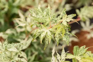 Acer palmatum 'Ukigumo' - 80-100 CM C10 - image 2
