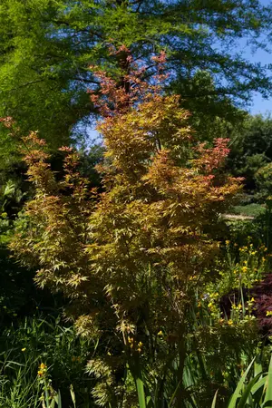 Acer palmatum 'Wilson's Pink Dwarf' - P8 - image 3