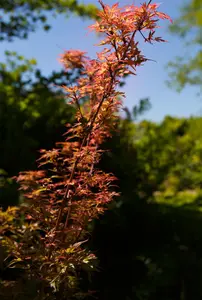 Acer palmatum 'Wilson's Pink Dwarf' - P8 - image 2