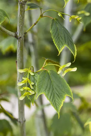 Acer pensylvanicum - 50-60 CM RB - image 1