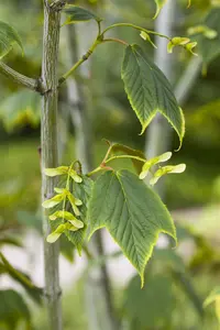 Acer pensylvanicum