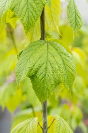 Acer pensylvanicum - 50-60 CM RB - image 5