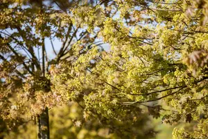 Acer platanoides - 30-40 CM - image 4