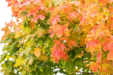 Acer platanoides 'Autumn Blaze' - 30-40 CM BR