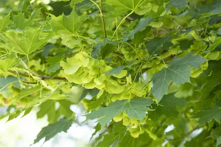 Acer platanoides 'Cleveland' - STDS 6-8 CM