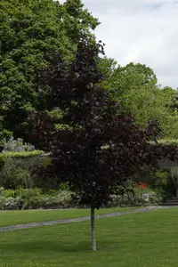 Acer platanoides 'Crimson King' - STDS 6-8 CM - image 2