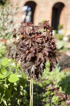 Acer platanoides  'Crimson Sentry' - 60 CM STEM C4 - image 2