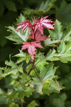 Acer platanoides  'Crimson Sentry' - 60 CM STEM C4 - image 4