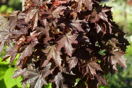 Acer platanoides  'Crimson Sentry' - 60 CM STEM C4 - image 1