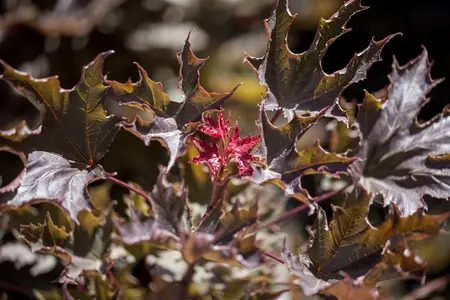 Acer platanoides 'Deborah' - STDS 6-8 CM