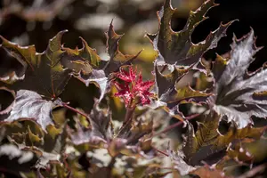 Acer platanoides 'Deborah'