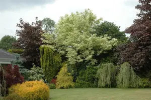 Acer platanoides 'Drummondii'