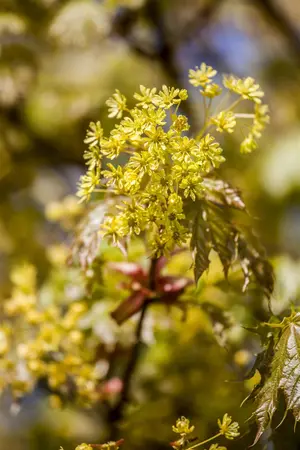 Acer platanoides 'Globosum' - 80 CM STEM C5 - image 3