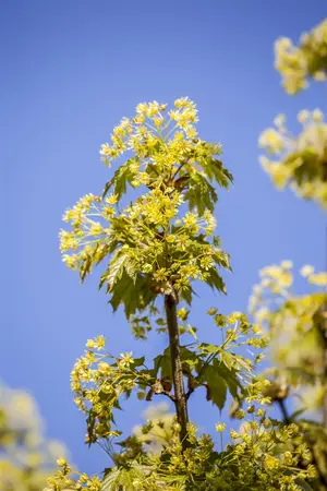 Acer platanoides 'Globosum' - 80 CM STEM C5 - image 4