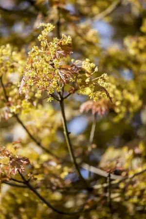 Acer platanoides 'Globosum' - 80 CM STEM C5 - image 5