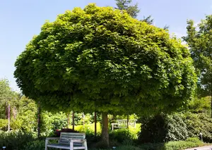 Acer platanoides 'Globosum' - 80 CM STEM C5 - image 2