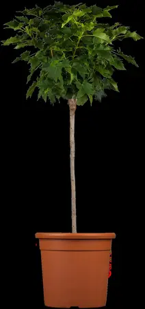 Acer platanoides 'Globosum' - 80 CM STEM C5 - image 1