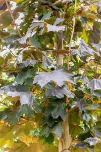 Acer platanoides 'Royal Red' - 80 CM STEM C5 - image 3