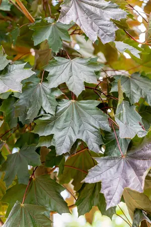 Acer platanoides 'Royal Red' - 80 CM STEM C5 - image 5