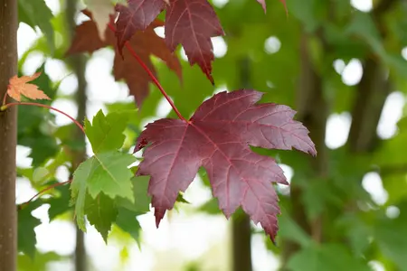 Acer platanoides 'Royal Red' - 80 CM STEM C5 - image 1