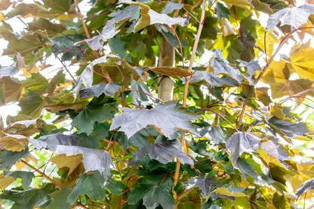 Acer platanoides 'Royal Red' - 80 CM STEM C5 - image 2