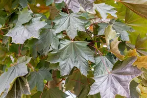 Acer platanoides 'Royal Red' - 80 CM STEM C5 - image 4