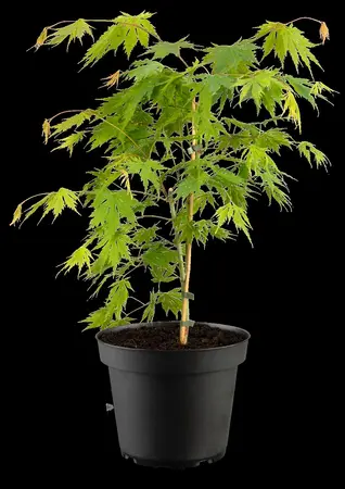 Acer pseud. 'Arctic Jade' - 40-50 CM C2 - image 1