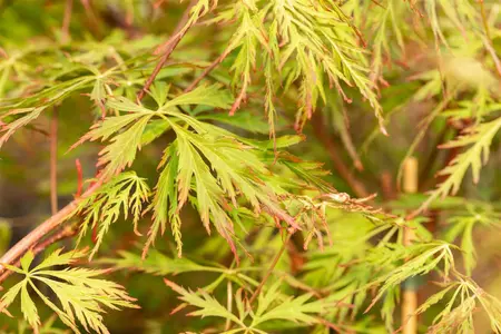 Acer pseud. 'Ice Dragon' - 40-50 CM C2 - image 2