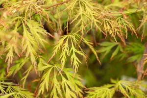 Acer pseud. 'Ice Dragon' - 40-50 CM C2 - image 3