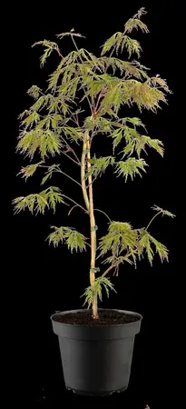 Acer pseud. 'Ice Dragon' - 40-50 CM C2 - image 1