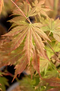 Acer pseud. 'North Wind' - 40-50 CM C2 - image 2