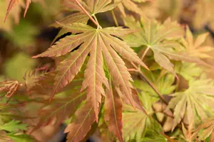 Acer pseud. 'North Wind'