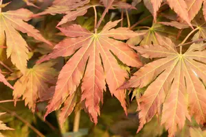 Acer pseud. 'North Wind' - 40-50 CM C2 - image 3