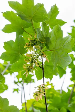 Acer pseudoplatanus - Plug/Celgrown - image 5