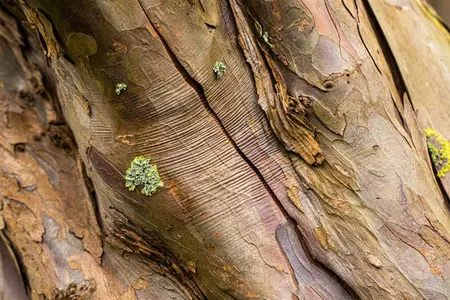 Acer pseudoplatanus - Plug/Celgrown - image 1