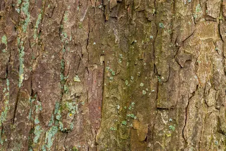 Acer pseudoplatanus - Plug/Celgrown - image 3