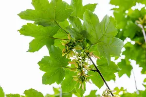 Acer pseudoplatanus - Plug/Celgrown - image 4