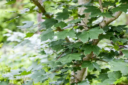 Acer pseudoplatanus 'Erectum' - STD 20-25 CM RB