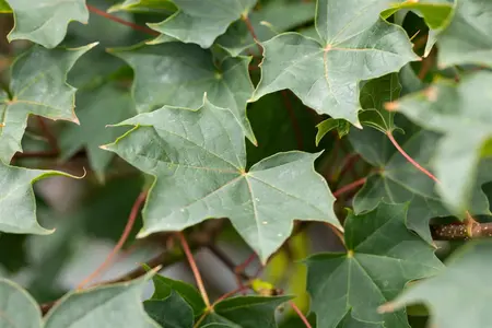 Acer pseudoplatanus 'Negenia' - STDS 12-14 CM