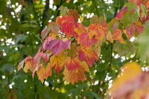 Acer rubrum