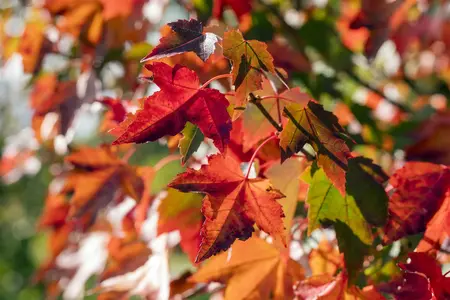 Acer rubrum 'Brandywine' - 80-100 CM C15 - image 1