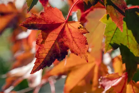 Acer rubrum 'Brandywine' - 80-100 CM C15 - image 2