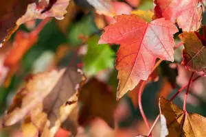 Acer rubrum 'Brandywine' - 80-100 CM C15 - image 3