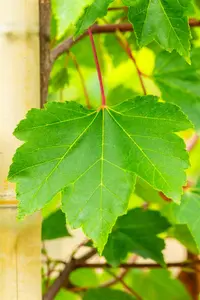 Acer rubrum 'October Glory' - STDS 4-6 CM C20 - image 3