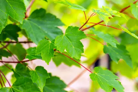 Acer rubrum 'October Glory' - STDS 4-6 CM C20 - image 2